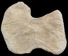 Mosasaur (Platecarpus) Humerus Bone - Kansas #49854-1